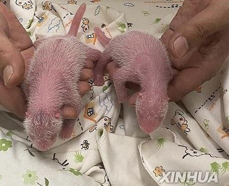 홍콩에서 판다 잉잉이 낳은 쌍둥이들 