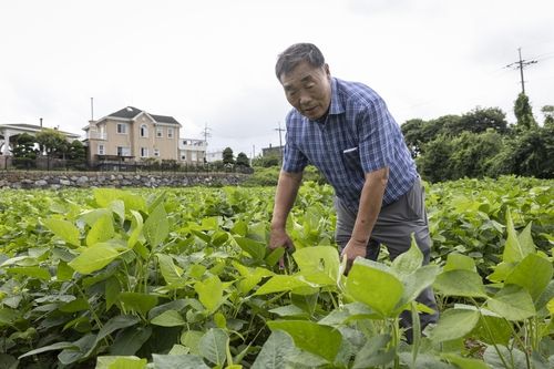 콩밭 돌보는 이완배 이장