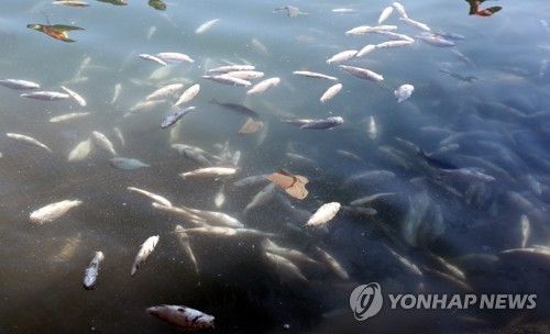 바다 위 집단 폐사한 물고기