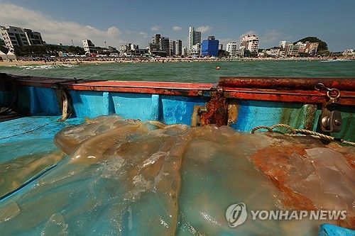 부산 앞바다에 해파리 한가득