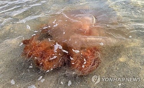 노무라입깃해파리