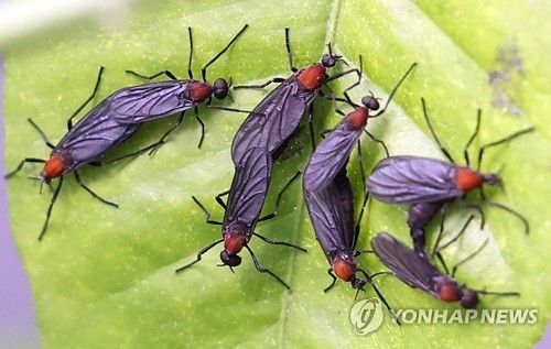 러브버그