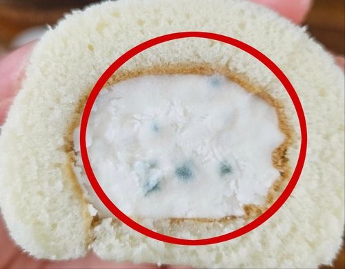 곰팡이가 핀 빵