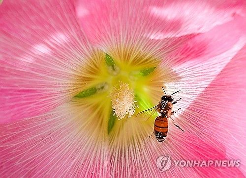 접시꽃에 앉은 꿀벌