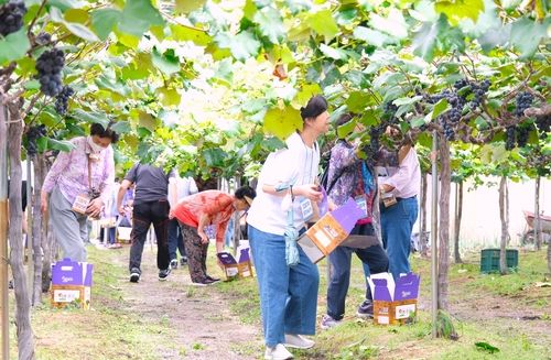 포도 수확 체험하는 관광객들