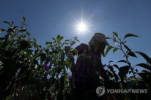 (고령=연합뉴스 자료사진) 윤관식 기자 = 전국 대부분 지역에 폭염 특보가 이어진 1일 경북 고령군 다산면 한 농경지에서 농민이 뙤약볕 아래 고추를 수확하고 있다. 2024.8.1 psik@yna.co.kr