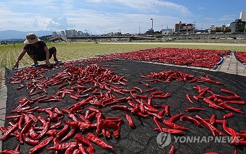 파란 하늘과 빨간 고추