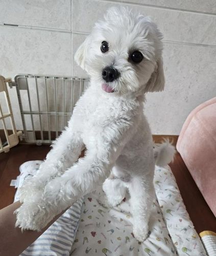 여름 매트 위에 올라가 있는 룽지