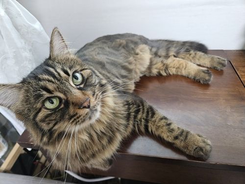 더위에 지쳐 누워있는 고양이