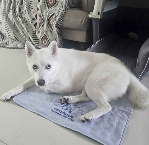 쿨매트 위에서 쉬고 있는 뿌뿌