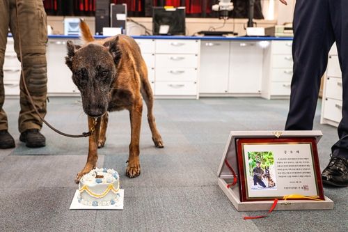 부상으로 케이크 받은 야크
