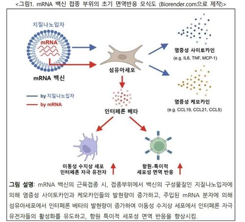 질병청 "mRNA백신 접종부위 초기 면역증강 효과 메커니즘 규명" - 2