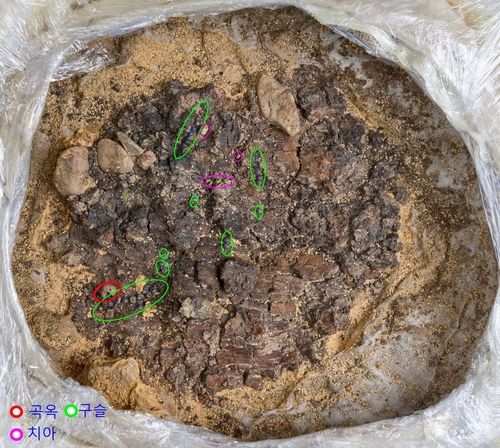 금동신발 하부에 있던 순장자의 치아와 목걸이