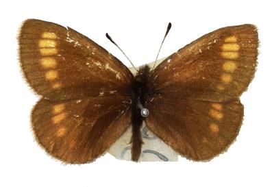 석주명 선생이 채집한 차일봉지옥나비 표본. [국립생물자원관 제공. 재판매 및 DB 금지]