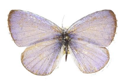 일본 규슈대에서 기증한 석주명 선생 표본 중 푸른부전나비 표본. [국립생물자원관 제공. 재판매 및 DB 금지]