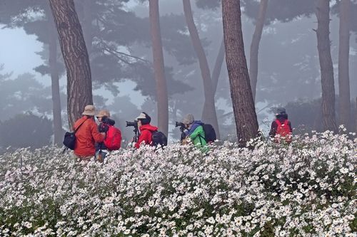 정읍 구절초 지방공원