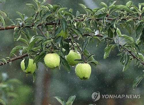 여름비 맞으며 자라는 양구 사과