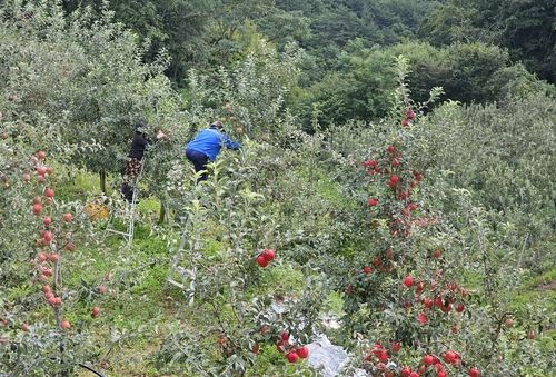 양구 해안면 사과 농가
