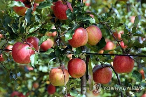 양구 사과