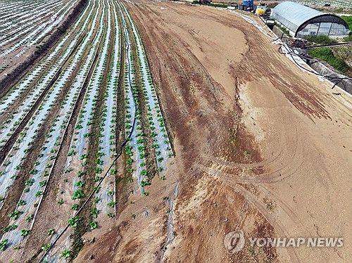 수해 맞은 배추밭