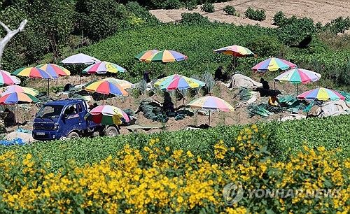 뚝 떨어진 기온…바빠진 농민 손길