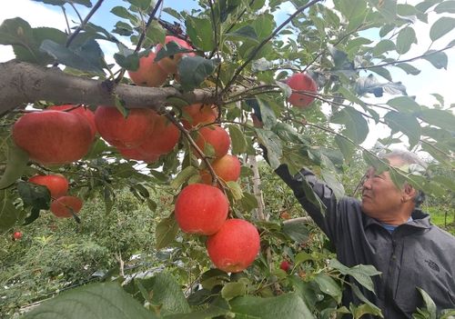 사과 돌보는 심정석씨