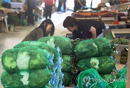 작황 안 좋아 가격 폭등한 배추