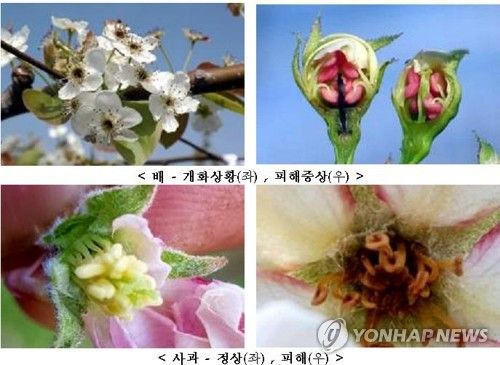 이상 저온 농작물 피해