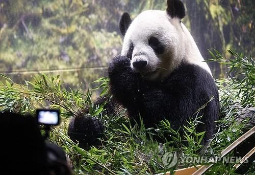 28일 우에노동물원에서 마지막으로 공개된 판다 '리리'