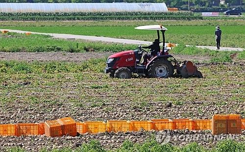 감자 수확으로 바쁜 강릉 들녘