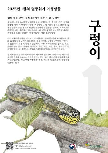 1월 멸종위기종 '구렁이'…"그릇된 보신문화에 멸종위기" - 3