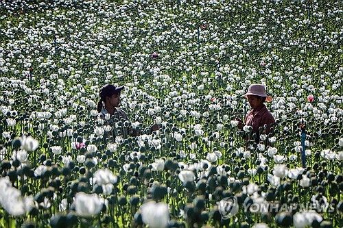미얀마 양귀비 밭