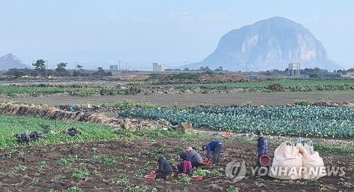 제주 감자 수확 풍경