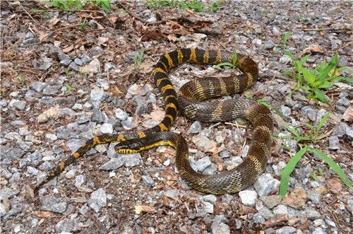 구렁이. [환경부 제공. 재판매 및 DB 금지]