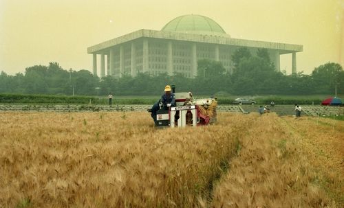 여의도 한강공원에서 보리를 수확하고 있다. 1993년 [연합뉴스 자료사진]