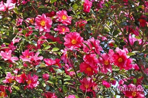 제주 서귀포시 남원읍 제주동백수목원에 핀 애기동백