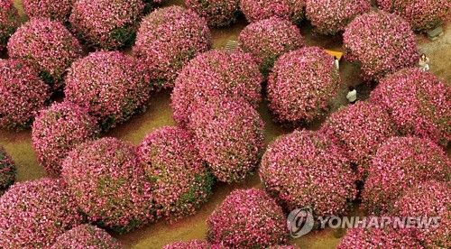 동백꽃과 함께하는 제주의 겨울