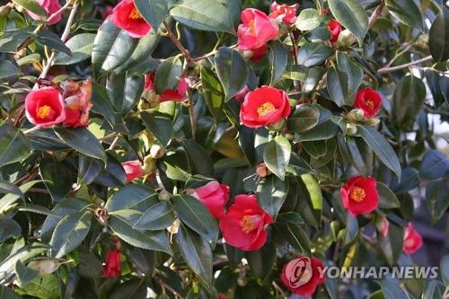 제주 서귀포시 남원읍 위미리 동백나무군락에 핀 토종동백