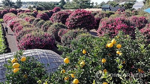 제주의 겨울은 동백의 계절