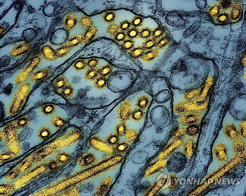 조류 인플루엔자