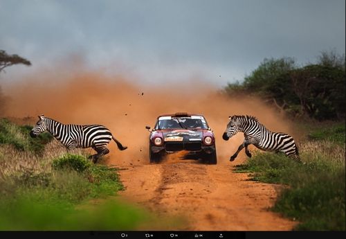 얼룩말과 랠리카가 함께 포착된 '길 건너는 얼룩말'
