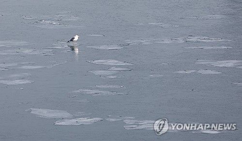 한강 얼음 위에 앉은 갈매기