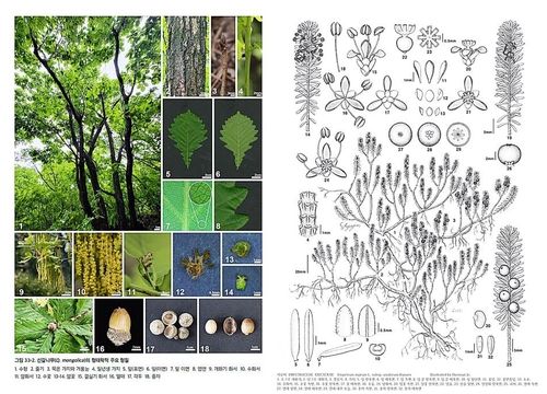 한반도 수목지 중 신갈나무 사진(왼쪽)과 시로미 도해도