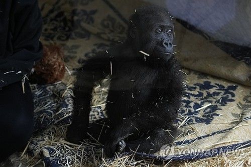 태국행 밀수 도중 이스탄불에서 구조된 새끼 고릴라 자이틴