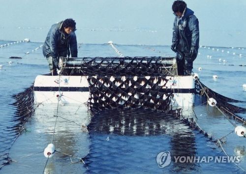 서천 물김 채취