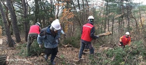 경주 소나무재선충병 방제