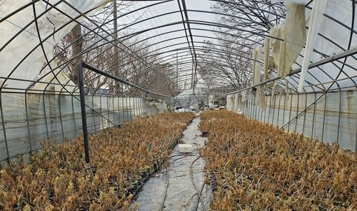 아직도 폭설 피해 그대로인 안개종묘 일부 비닐하우스