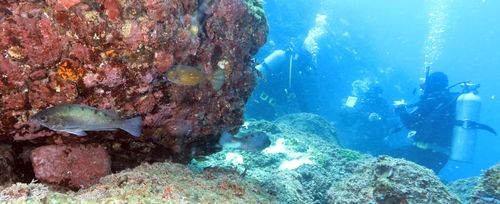 조피볼락과 거북복