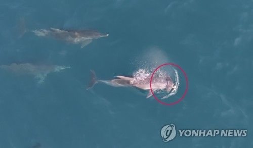 죽은 새끼 돌고래 몸에 얹은 남방큰돌고래