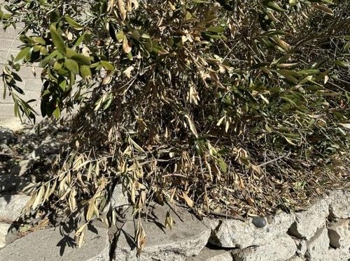 LA 한 주택의 바짝 마른 나무